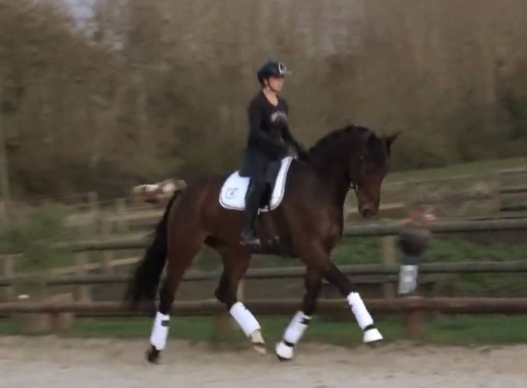 Gelding Hanoverian For sale 2020 Bay