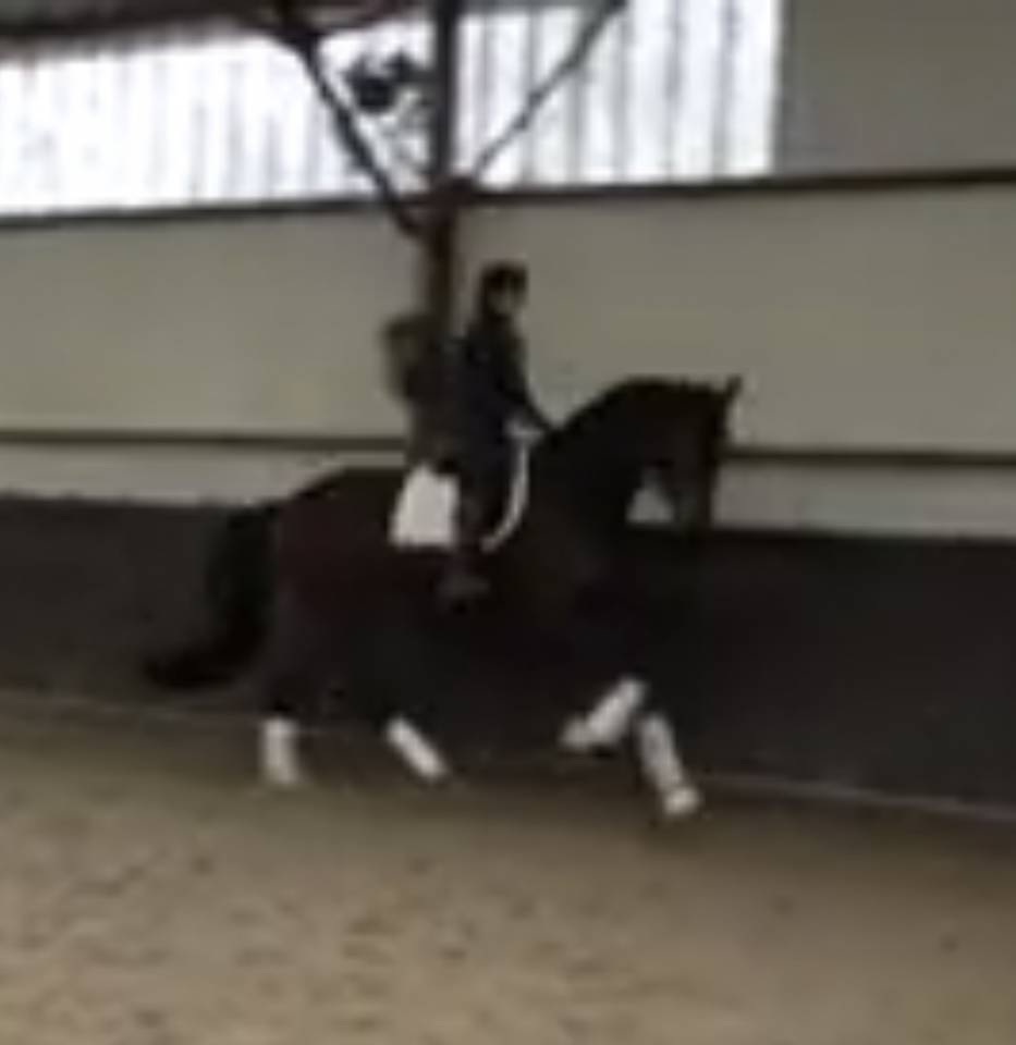 Gelding Hanoverian For sale 2020 Dark Bay