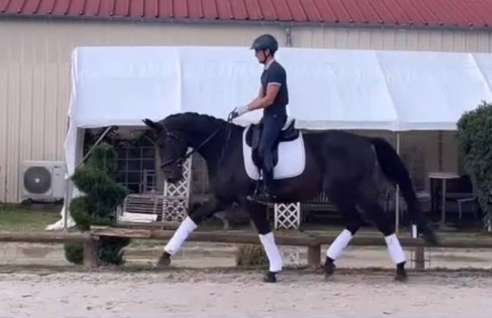 Gelding Hanoverian For sale 2021 Dark Bay