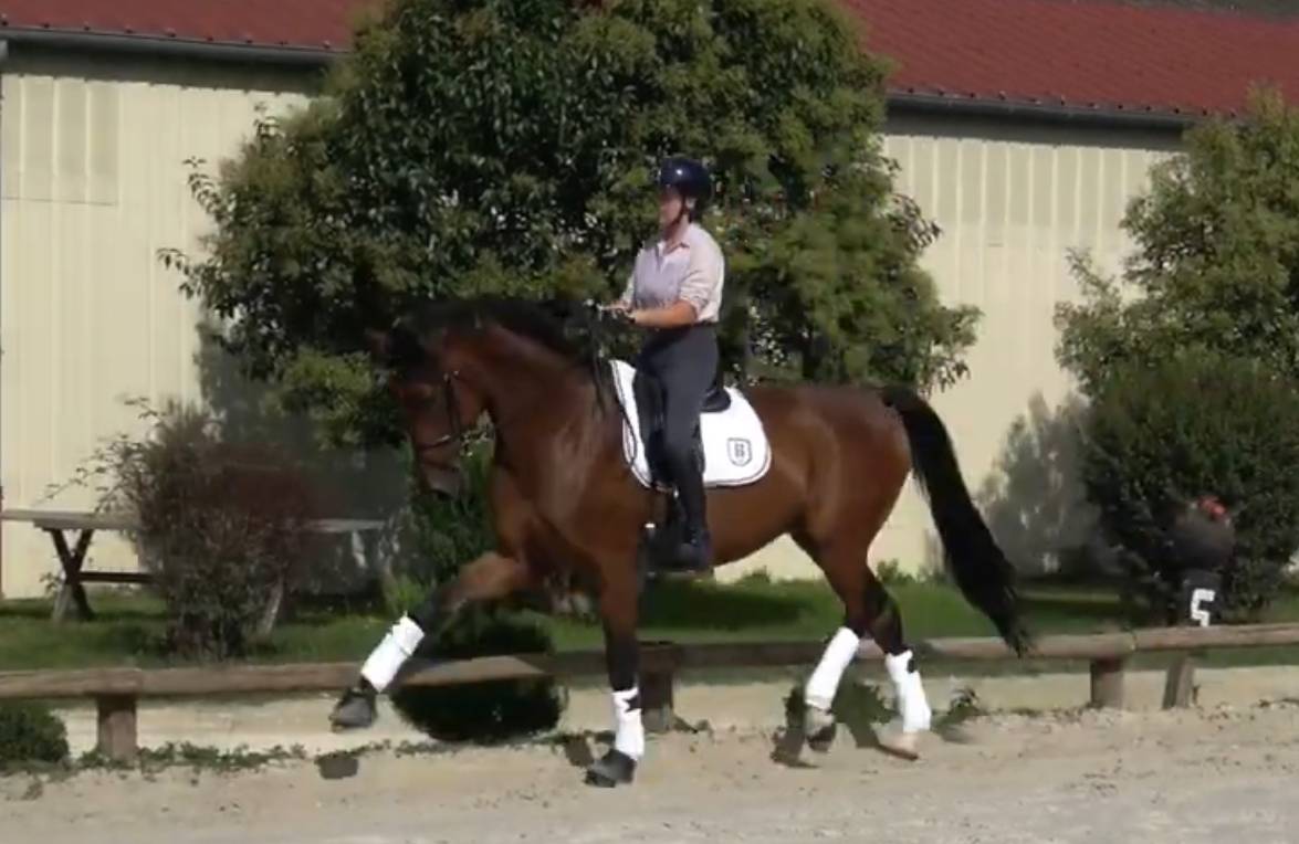 Gelding Selle Français For sale 2016 Bay