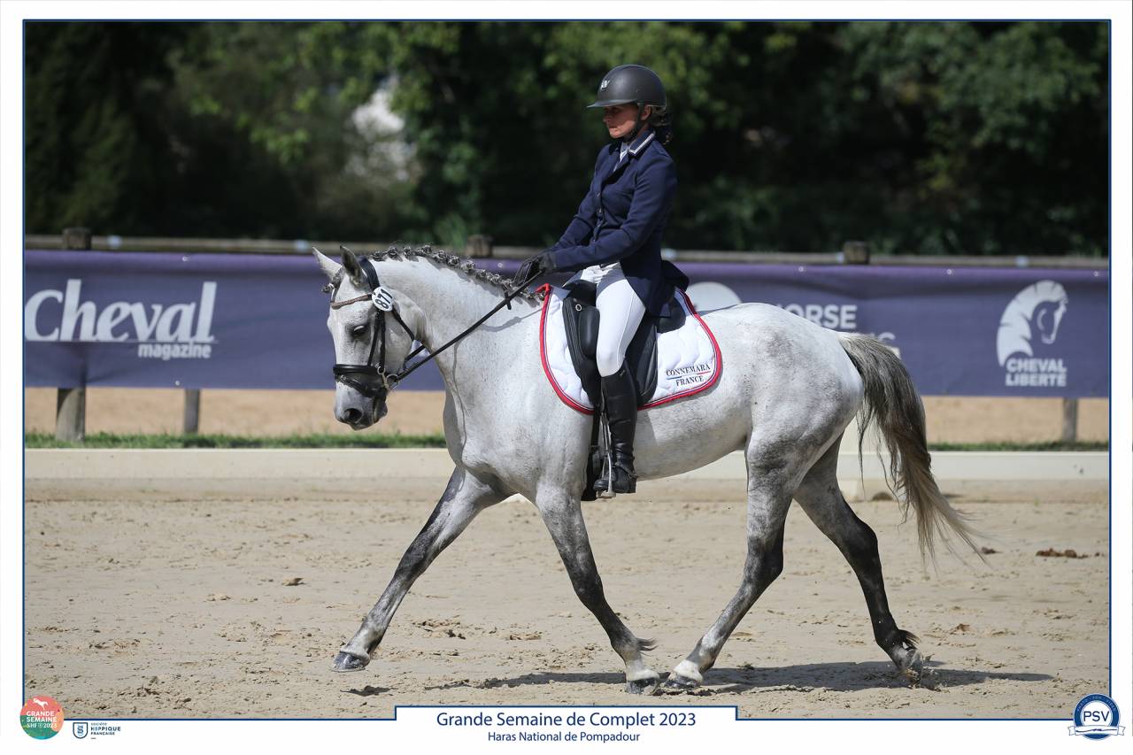 Mare Connemara For sale 2018 Grey