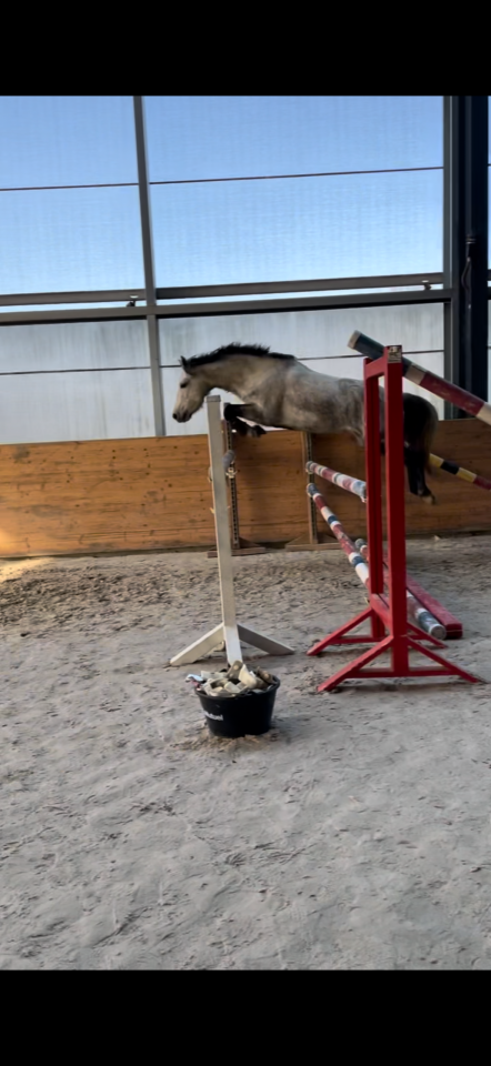 Mare Connemara For sale 2018 Grey