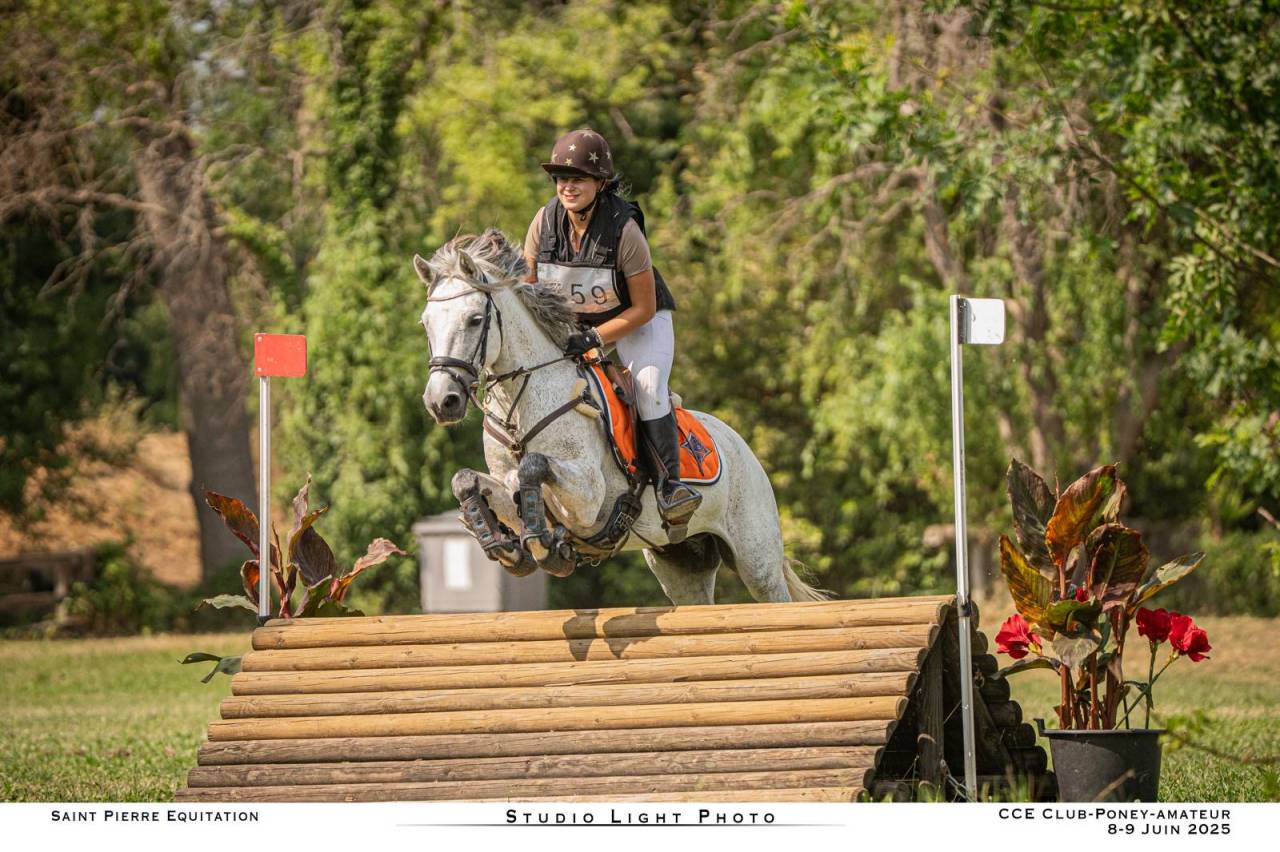 Mare Connemara For sale 2018 Grey