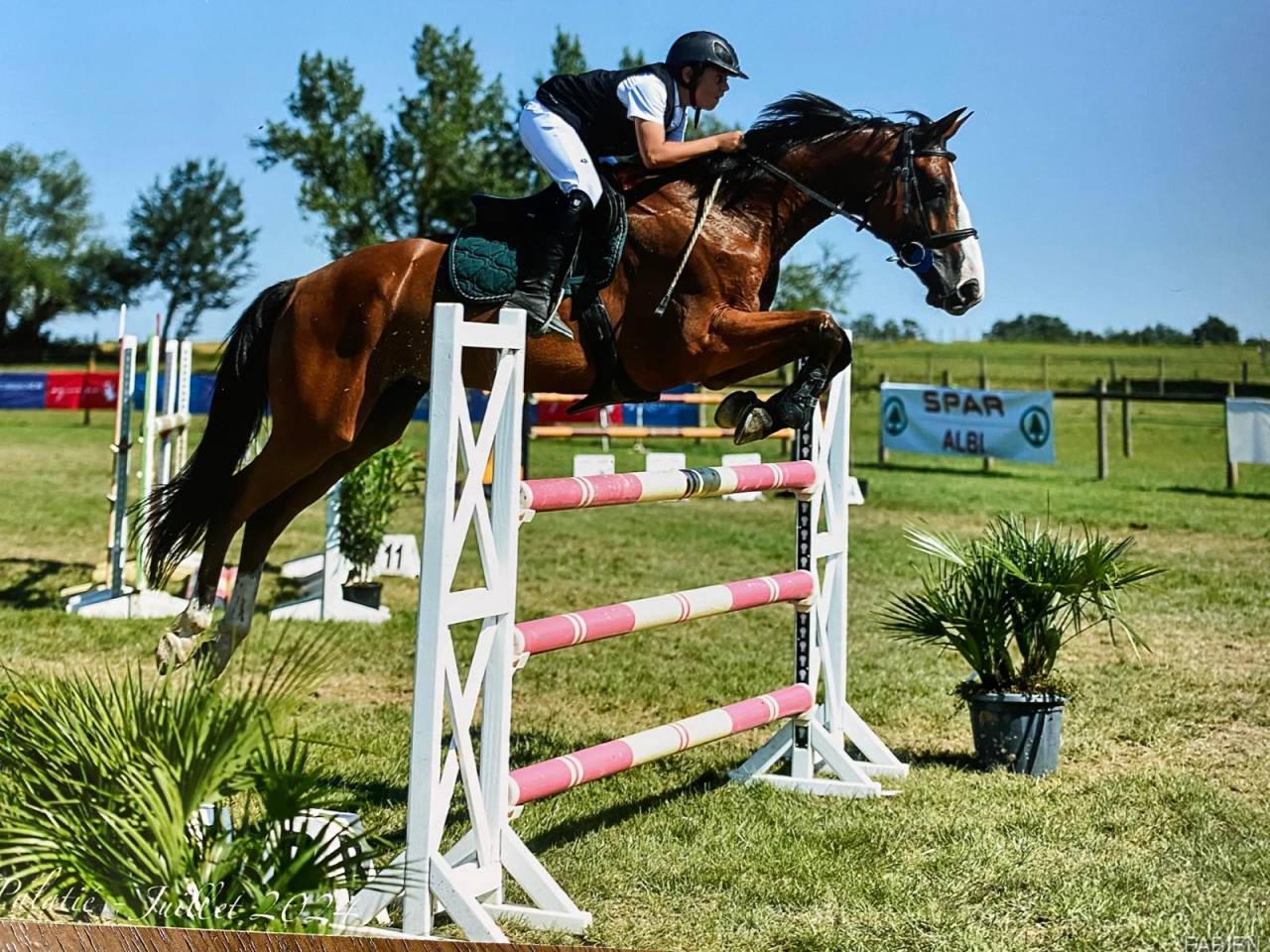 Gelding Selle Français For sale 2016 Bay