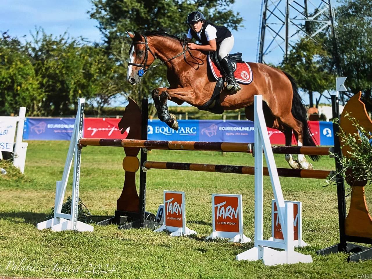 Gelding Selle Français For sale 2016 Bay