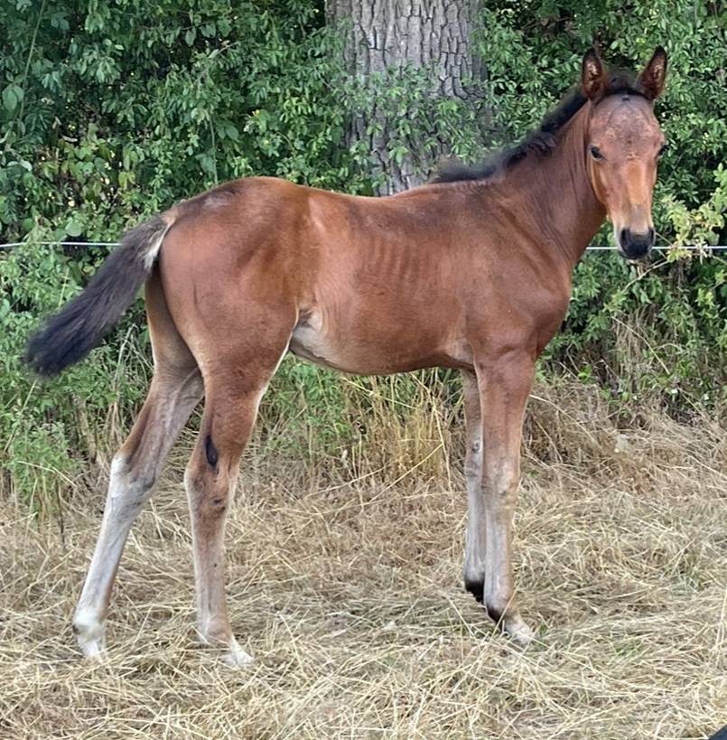 Colt Selle Français For sale 2025 Bay