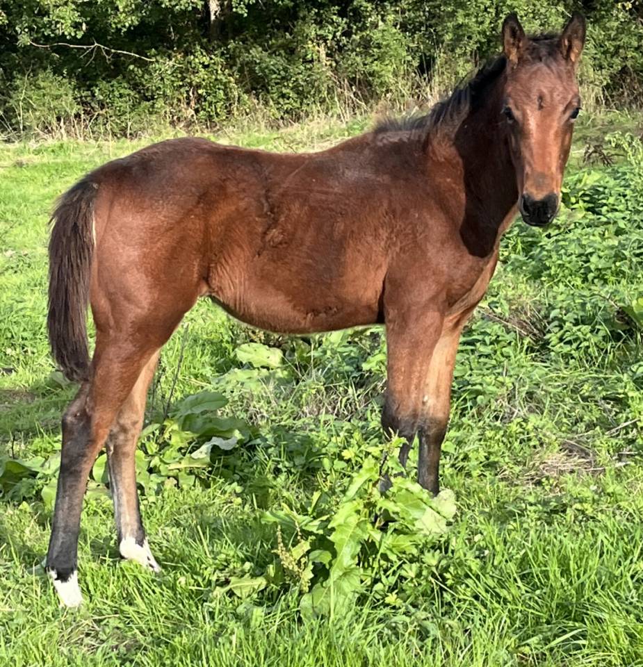Colt Selle Français For sale 2025 Bay