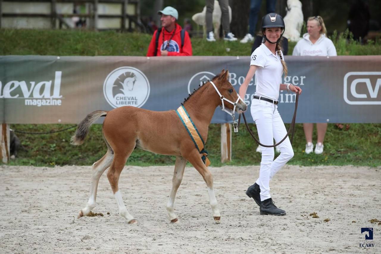 Colt French Saddle Pony For sale 2024 Bay