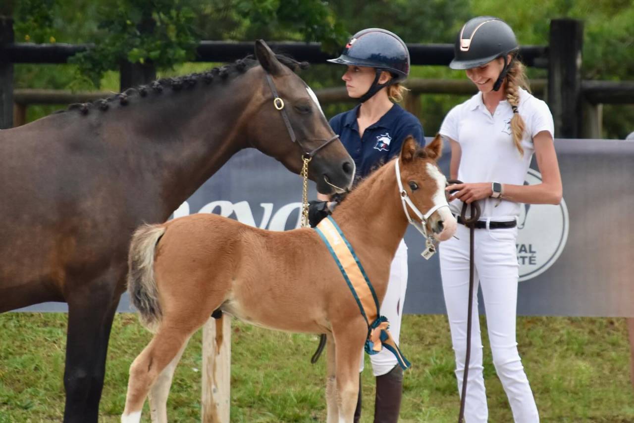 Colt French Saddle Pony For sale 2024 Bay