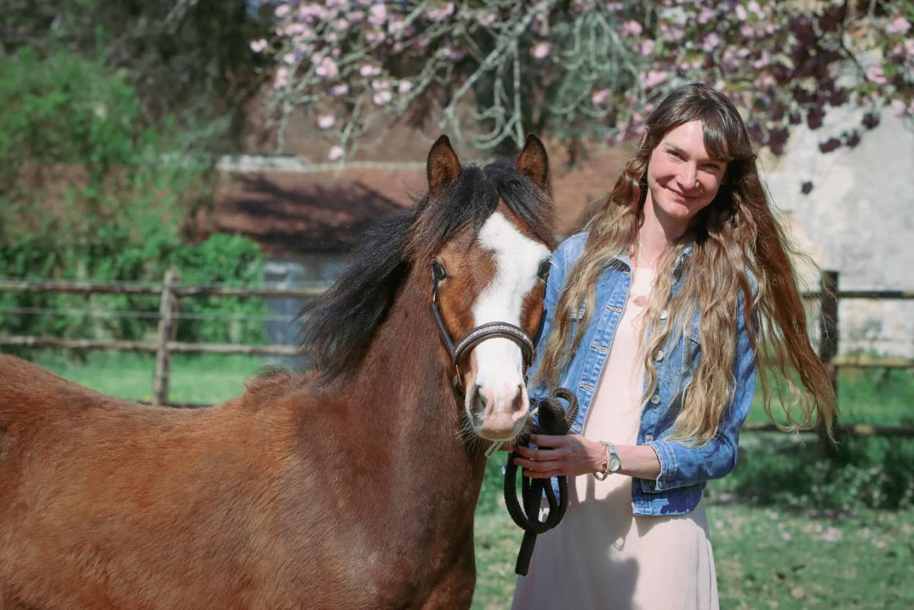 Colt French Saddle Pony For sale 2024 Bay