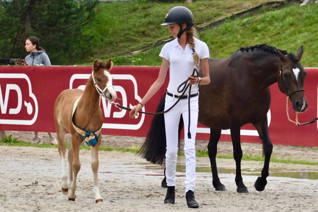 Colt French Saddle Pony For sale 2024 Bay