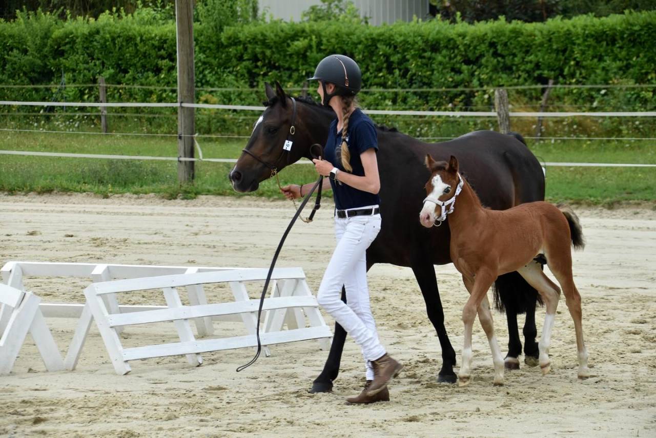 Colt French Saddle Pony For sale 2024 Bay