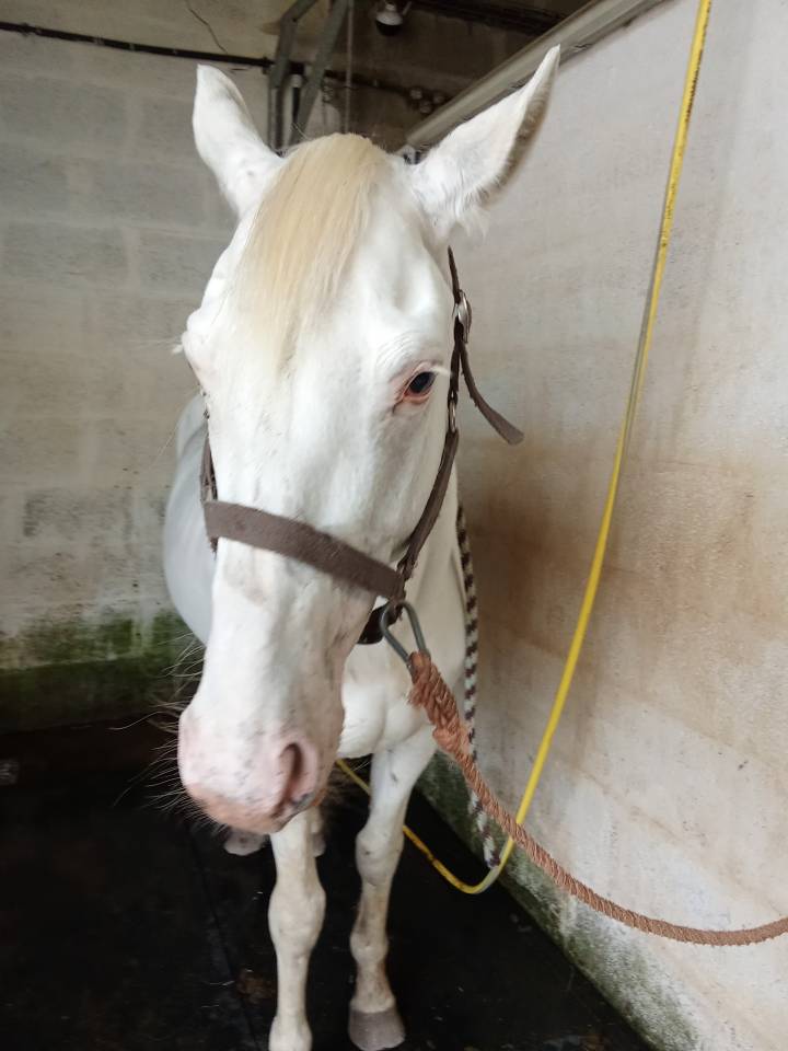 Stallion Other Pony Breed For sale 2021 Coloured