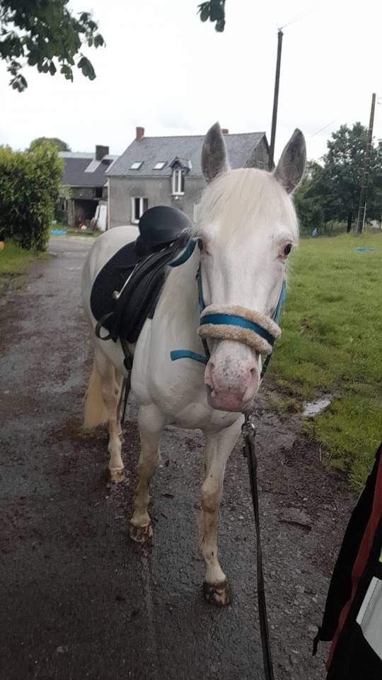 Stallion Other Pony Breed For sale 2021 Coloured