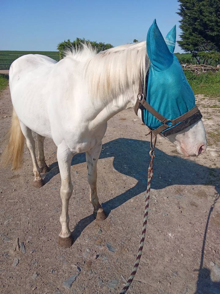 Stallion Other Pony Breed For sale 2021 Coloured