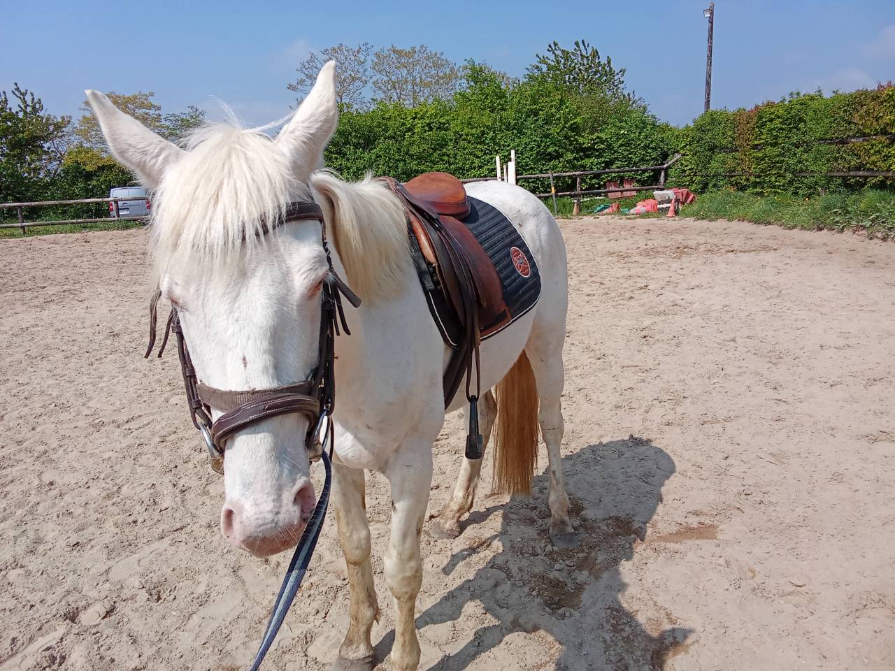 Stallion Other Pony Breed For sale 2021 Coloured