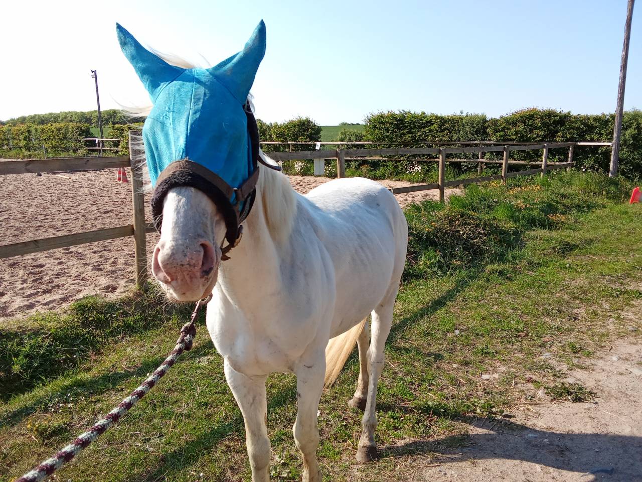 Stallion Other Pony Breed For sale 2021 Coloured