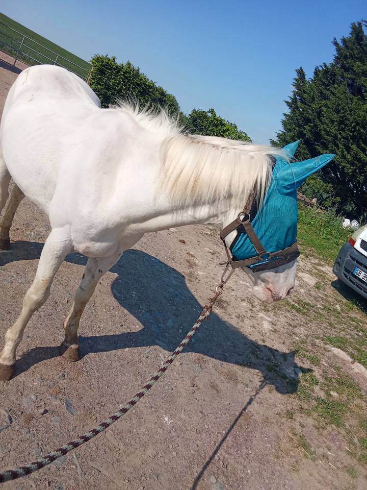 Stallion Other Pony Breed For sale 2021 Coloured