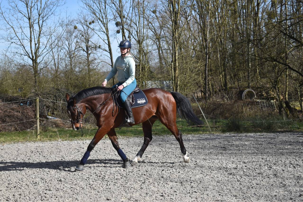 Mare Belgian Half Blood For sale 2014 Bay