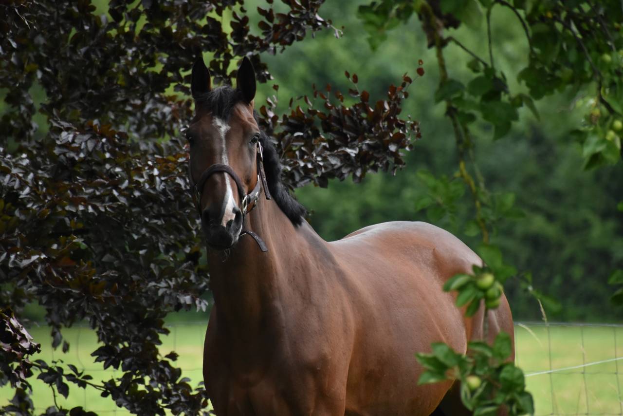 Mare Belgian Half Blood For sale 2014 Bay