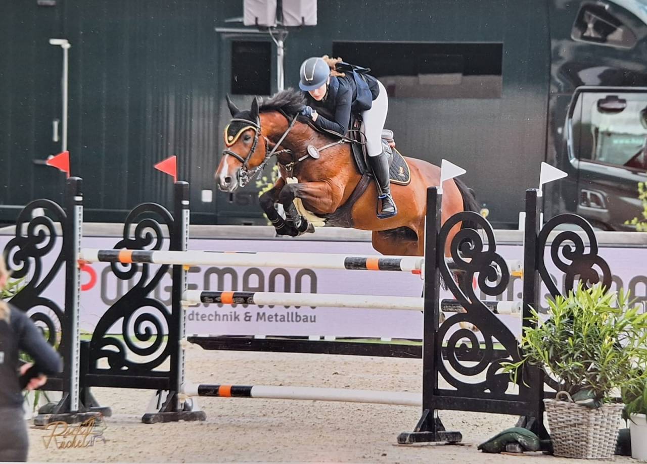 Mare Belgian Half Blood For sale 2014 Bay