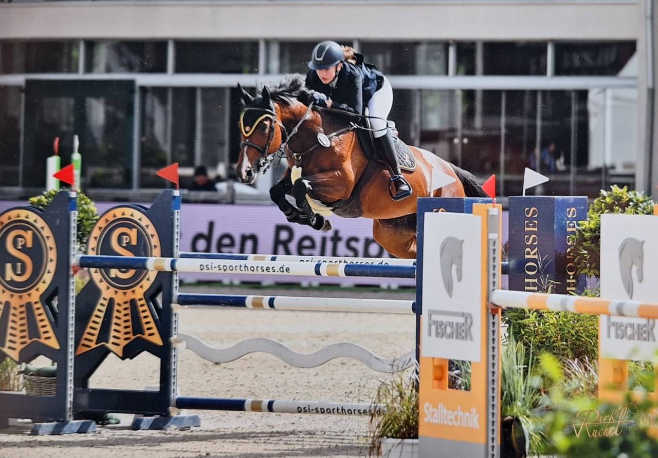 Mare Belgian Half Blood For sale 2014 Bay