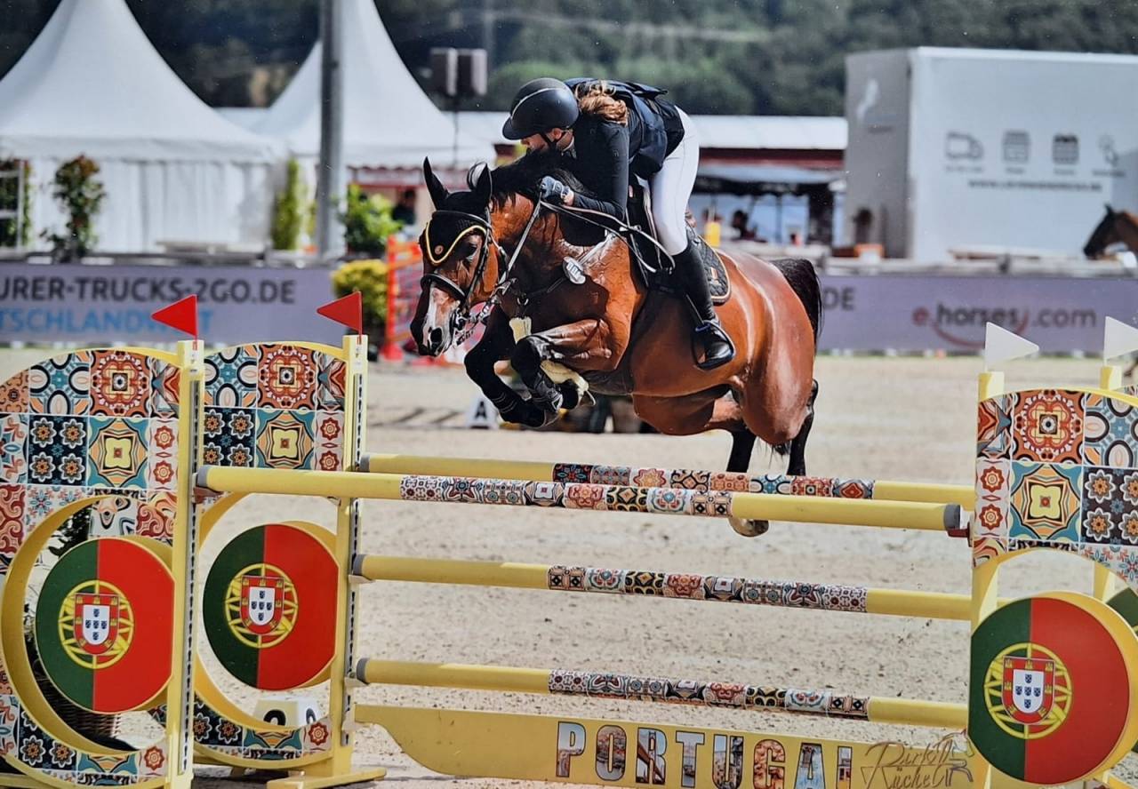 Mare Belgian Half Blood For sale 2014 Bay