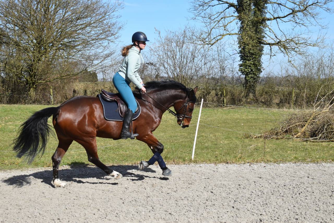 Mare Belgian Half Blood For sale 2014 Bay