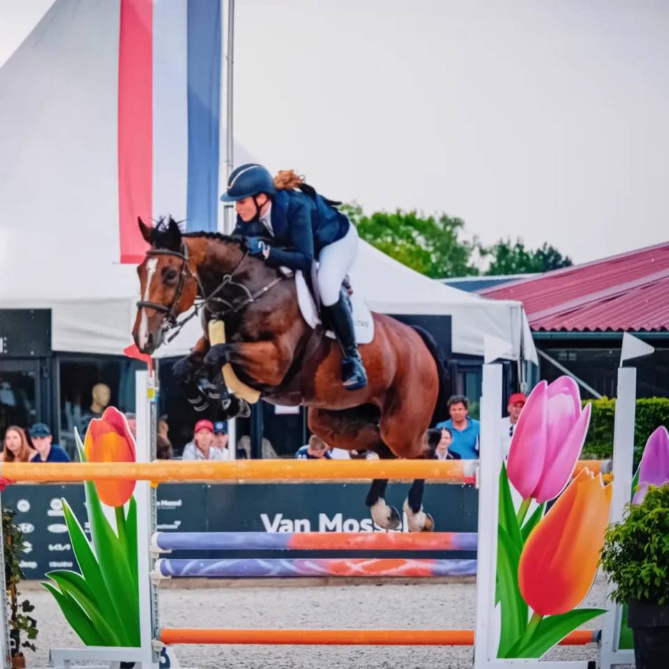 Mare Belgian Half Blood For sale 2014 Bay