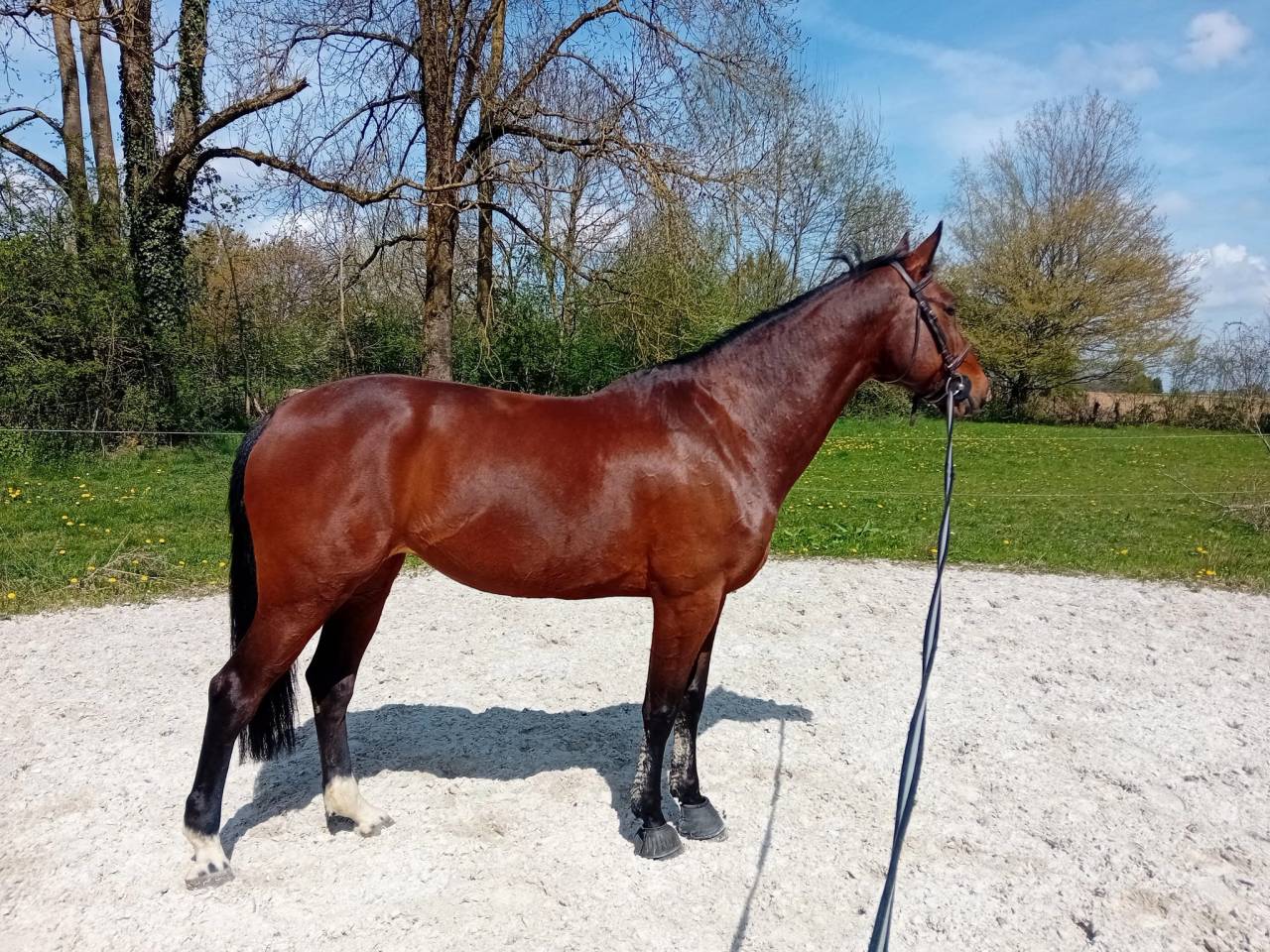 Mare Belgian Half Blood For sale 2014 Bay