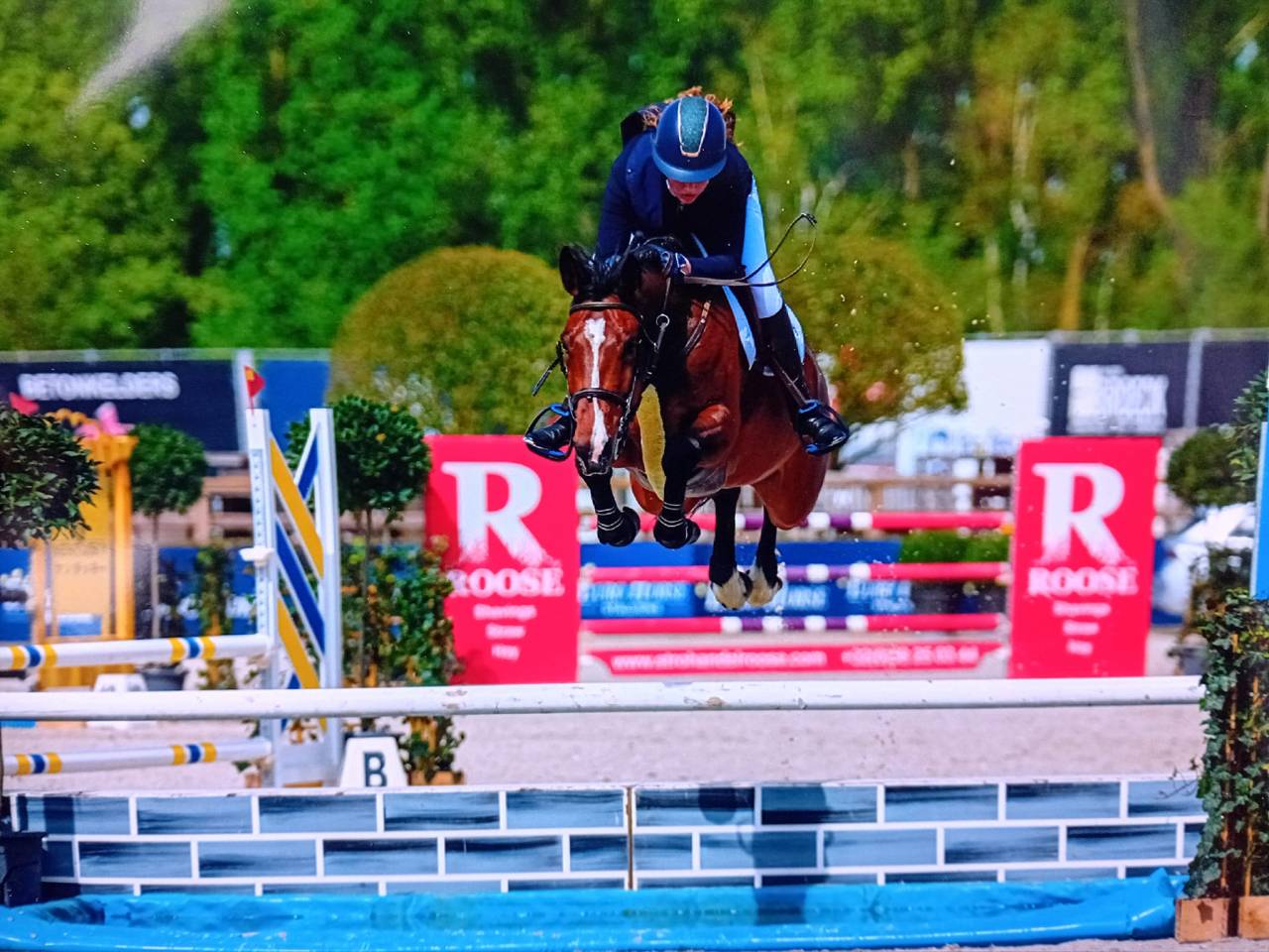 Mare Belgian Half Blood For sale 2014 Bay