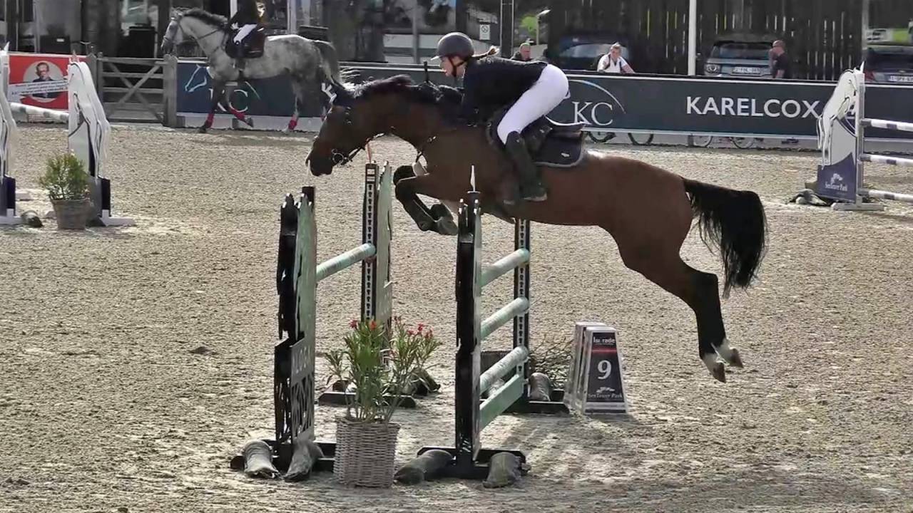 Mare Belgian Half Blood For sale 2014 Bay