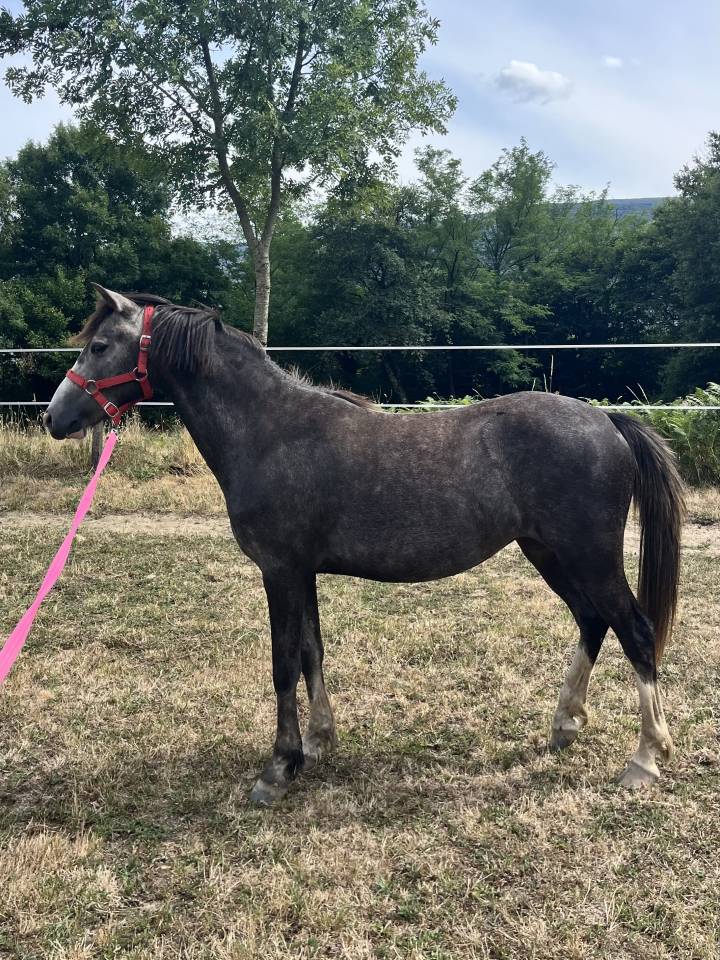 Filly Origin Recorded For sale 2023 Grey