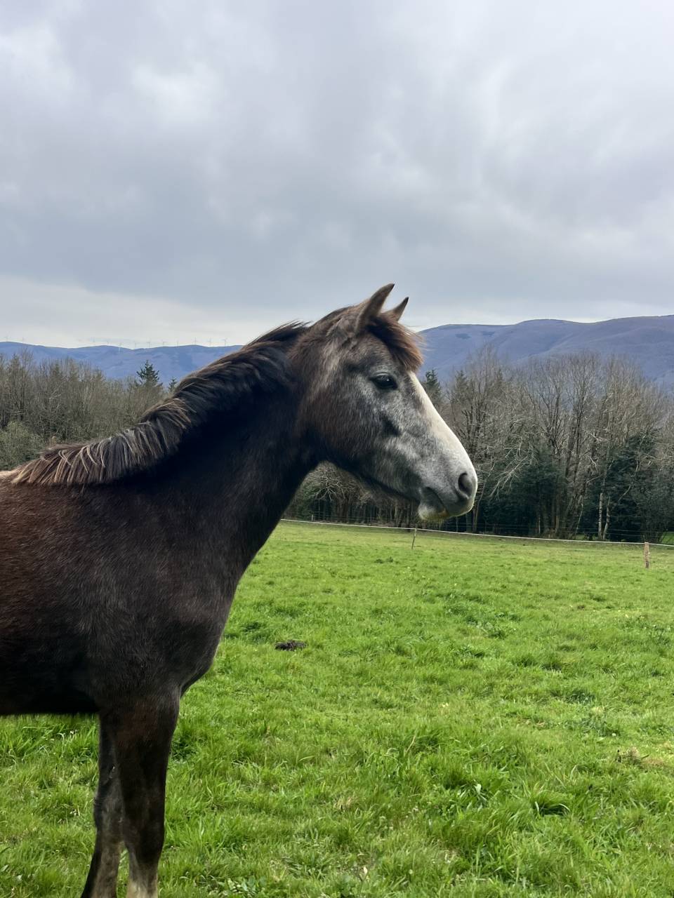 Filly Origin Recorded For sale 2023 Grey