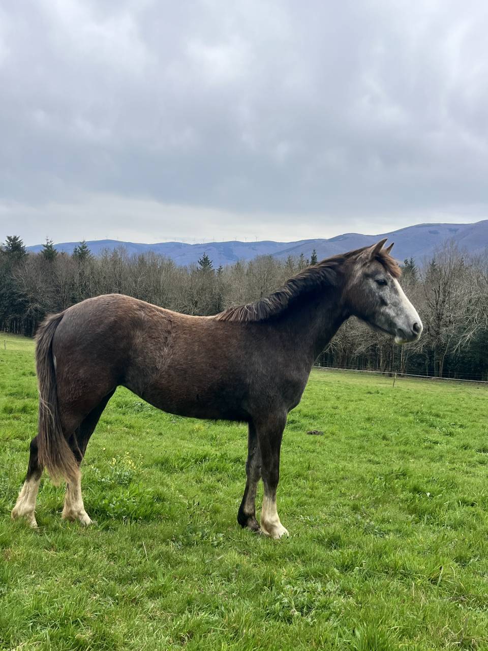 Filly Origin Recorded For sale 2023 Grey