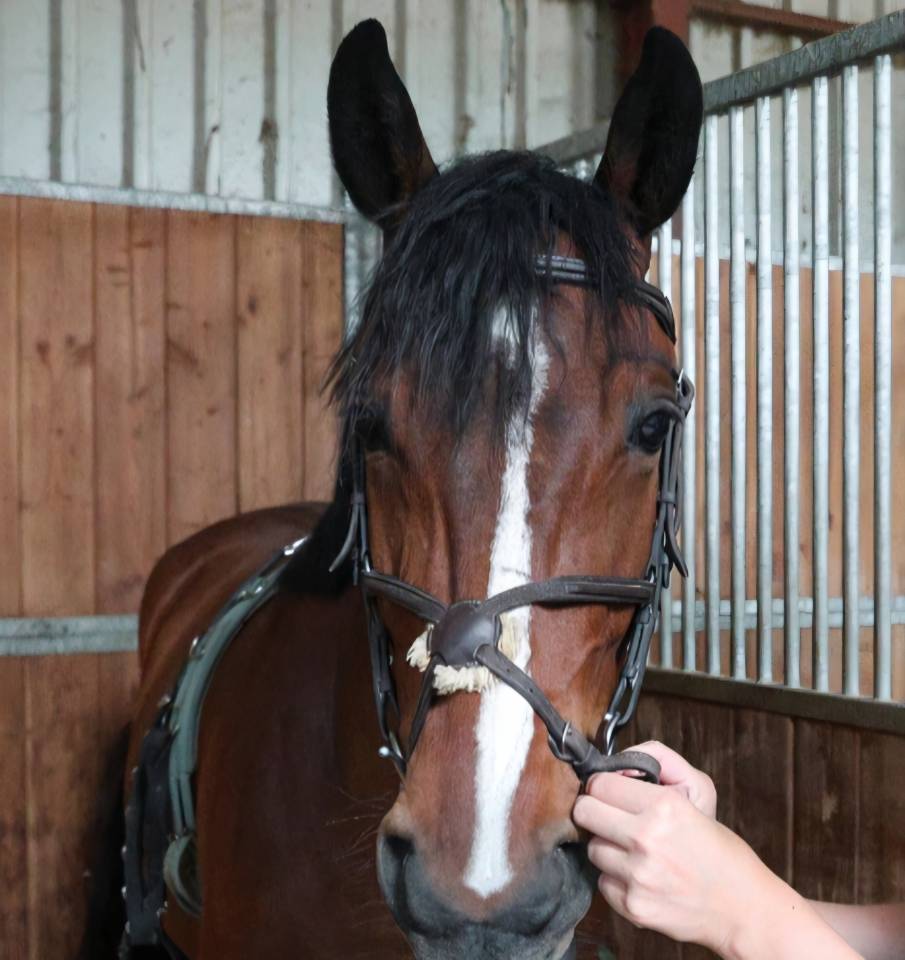 Gelding sBs Belgian Warmblood For sale 2020 Bay