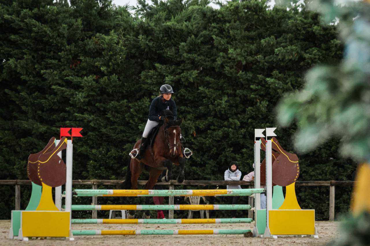 Gelding sBs Belgian Warmblood For sale 2020 Bay