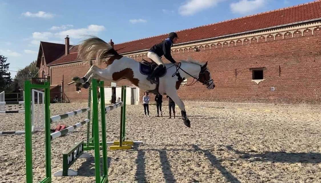 Guest Star du Valya - Selle Fran&ccedil;ais 2016