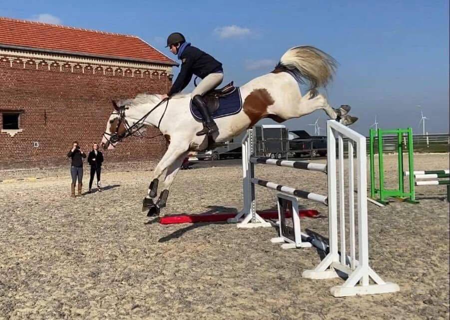 Guest Star du Valya - Selle Fran&ccedil;ais 2016