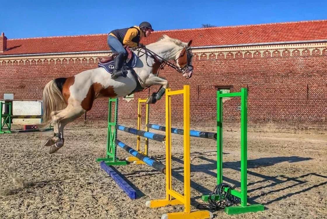Guest Star du Valya - Selle Fran&ccedil;ais 2016