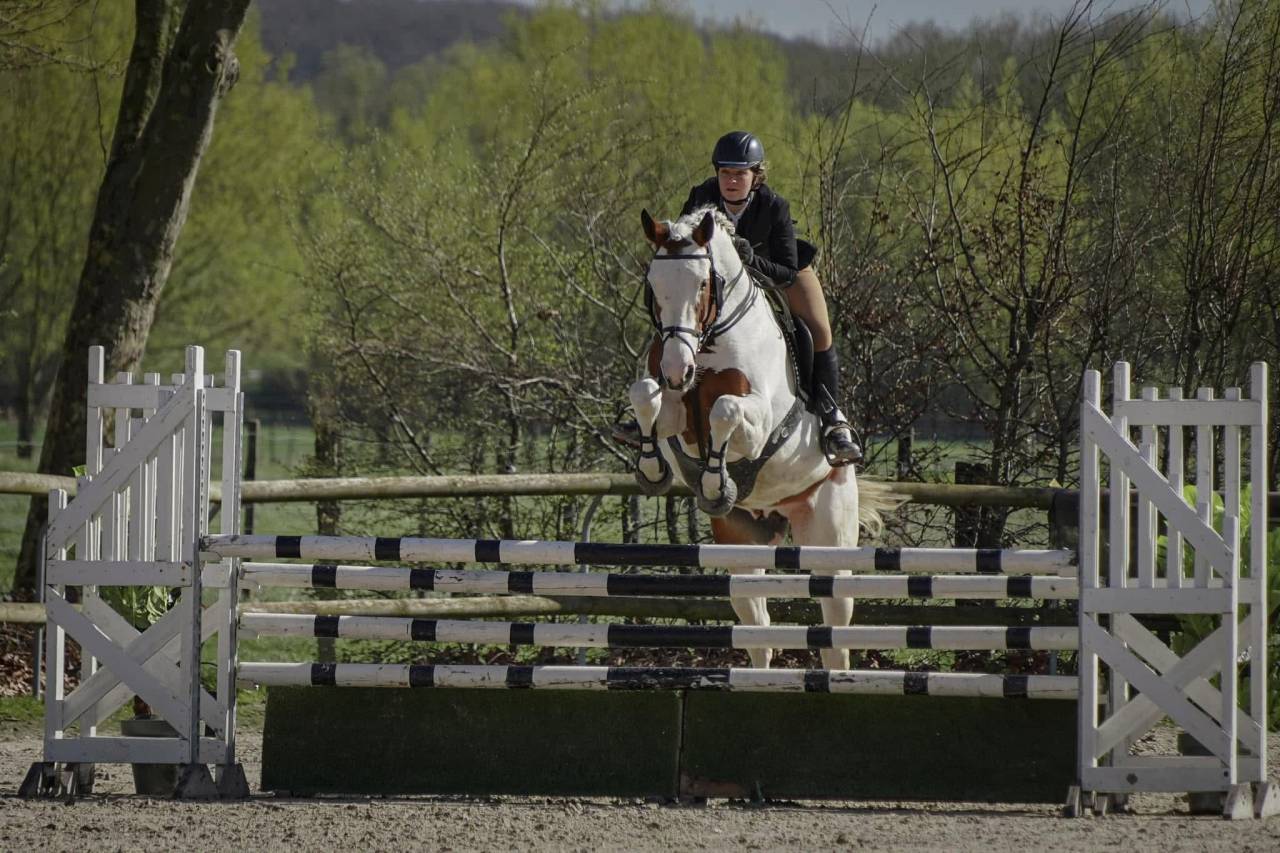 Guest Star du Valya - Selle Fran&ccedil;ais 2016