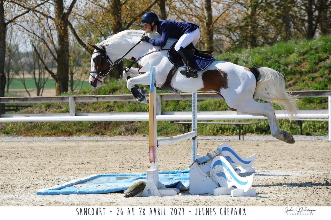 Guest Star du Valya - Selle Fran&ccedil;ais 2016