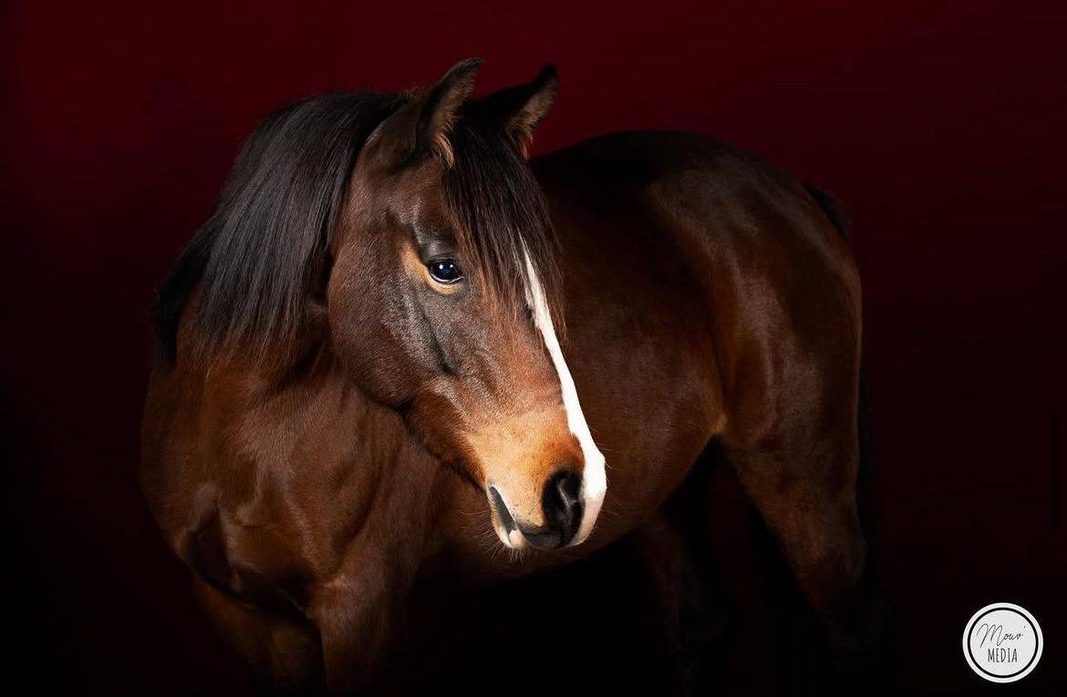 Mare Origin Recorded For sale 2016 Bay