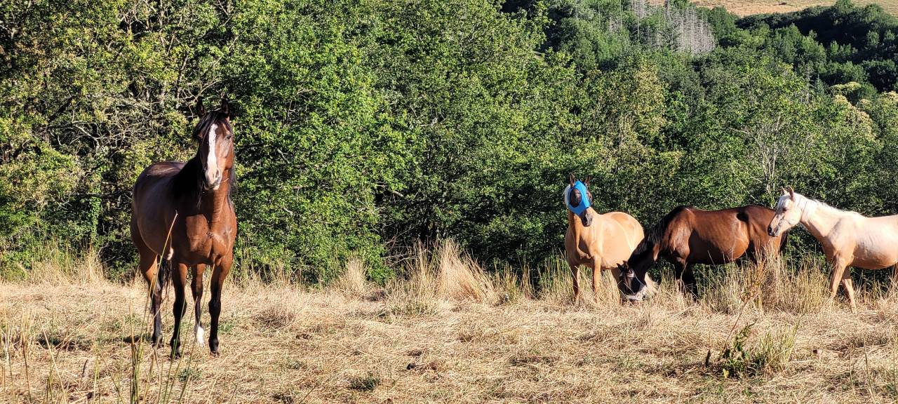 Mare Origin Recorded For sale 2016 Bay