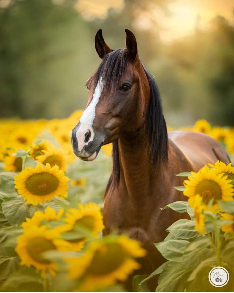 Mare Origin Recorded For sale 2016 Bay