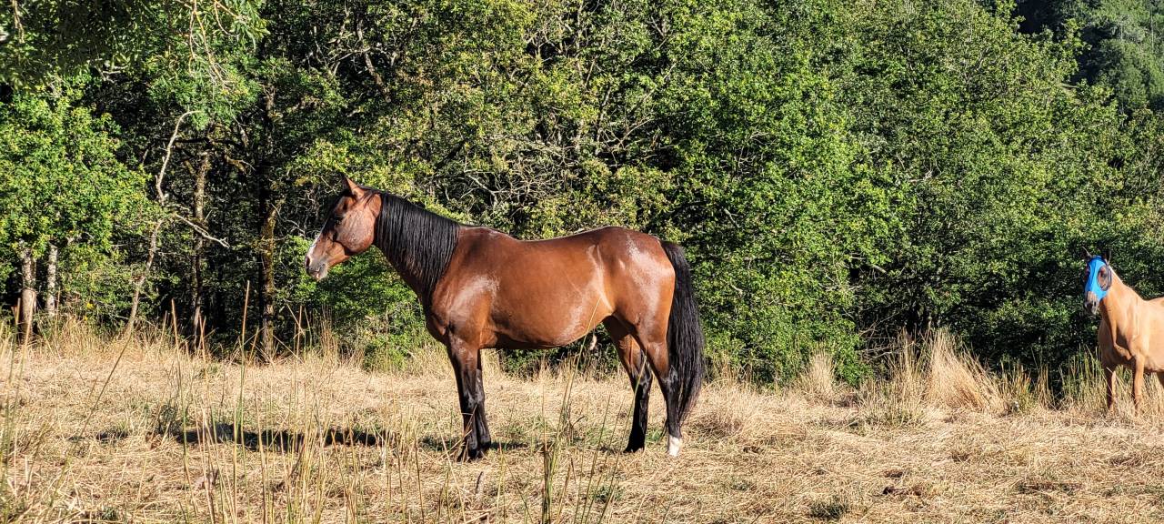 Mare Origin Recorded For sale 2016 Bay