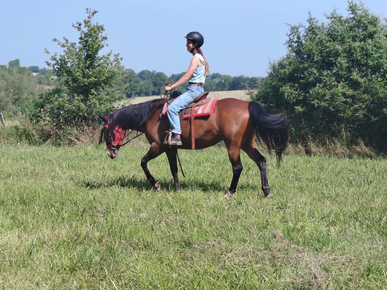 Mare Origin Recorded For sale 2016 Bay