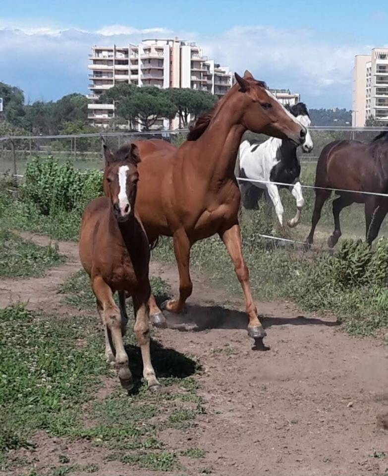 Mare Origin Recorded For sale 2016 Bay