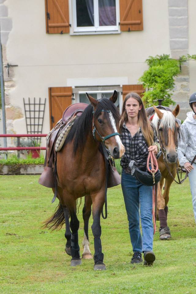 Mare Origin Recorded For sale 2016 Bay