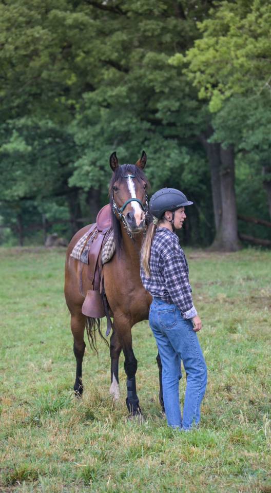 Mare Origin Recorded For sale 2016 Bay